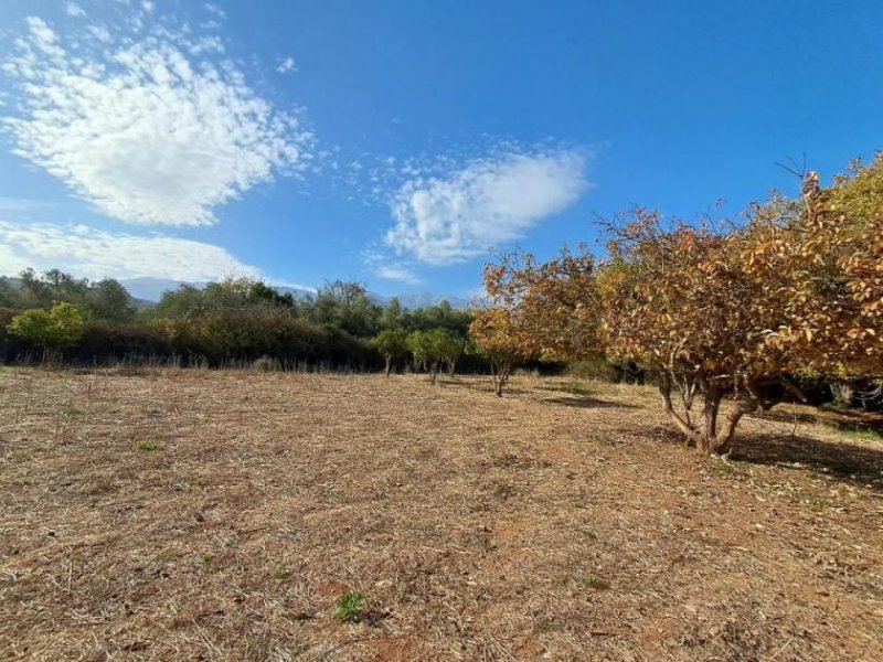 Armeni bei Chania MIT VIDEO: Kreta, Armeni: Erstklassiges Baugrundstück mit Bergblick, Obstgarten und Strandnähe Grundstück kaufen